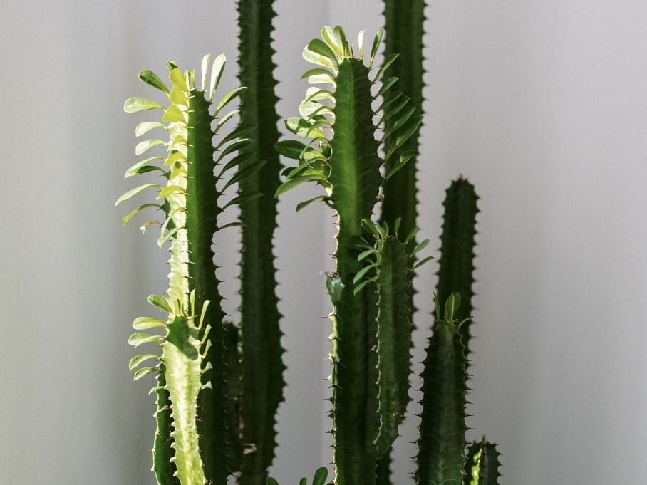 How to propagate an African Milk Tree | Step by Step Method | Fiddle ...