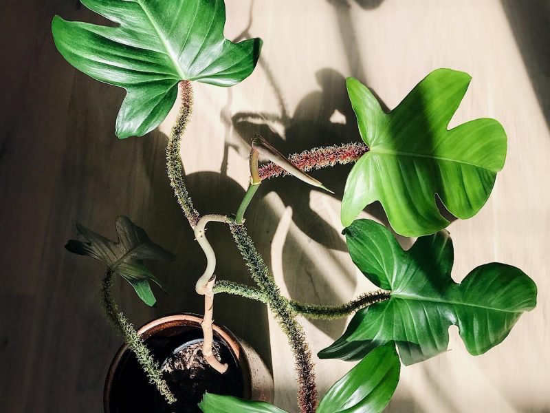 Philodendron Squamiferum in sunlight