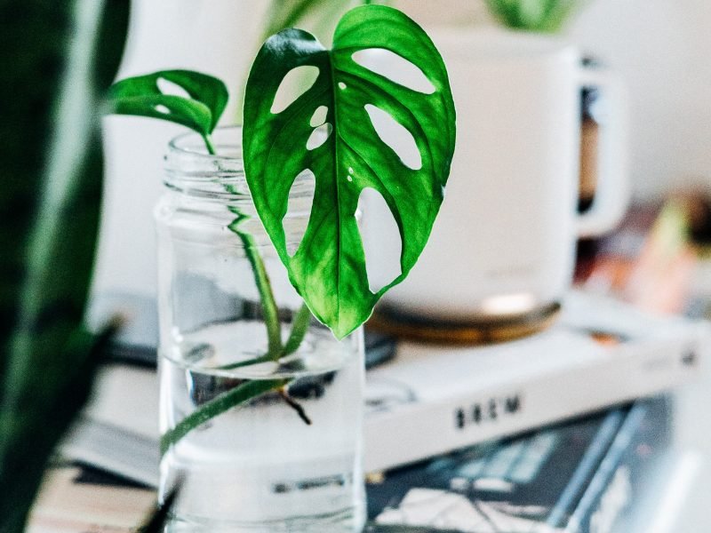 Monkey Mask Monstera propagating in water