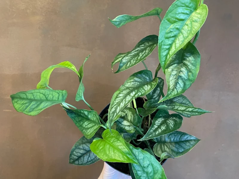 Monstera Siltepecana Plant