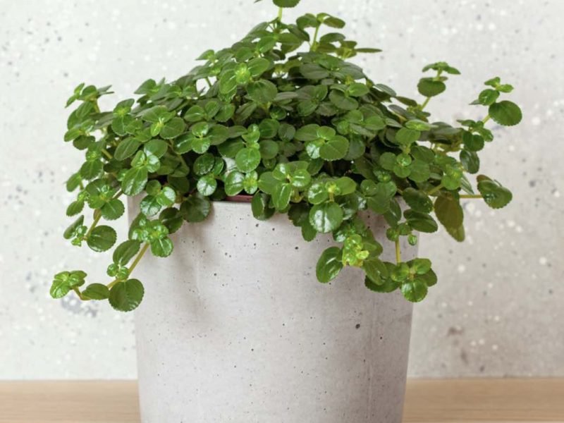 Baby's Tears (Soleirolia soleirolii)