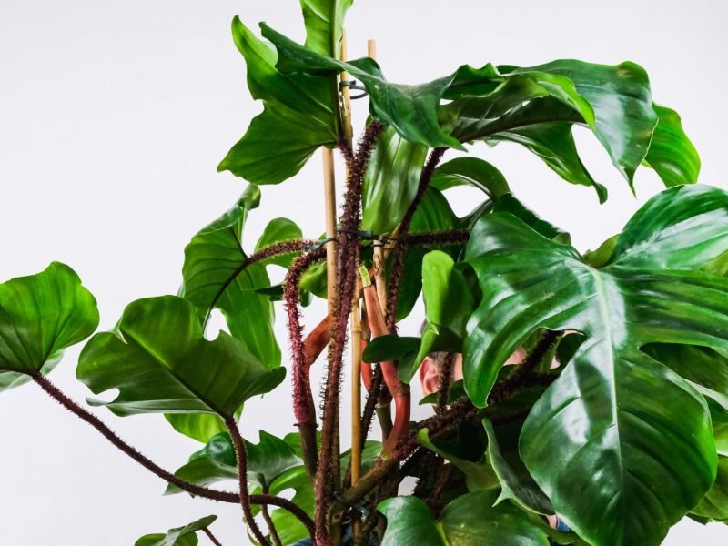 Philodendron Squamiferum Plant