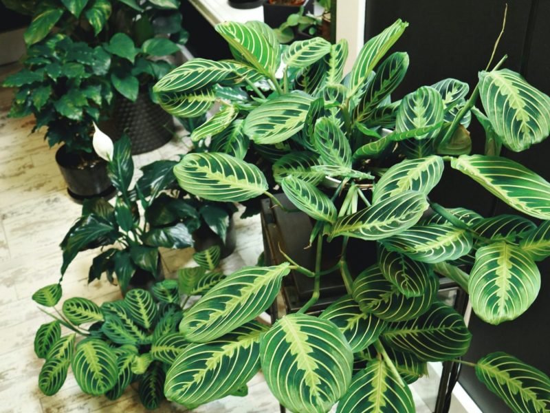 Prayer Plant