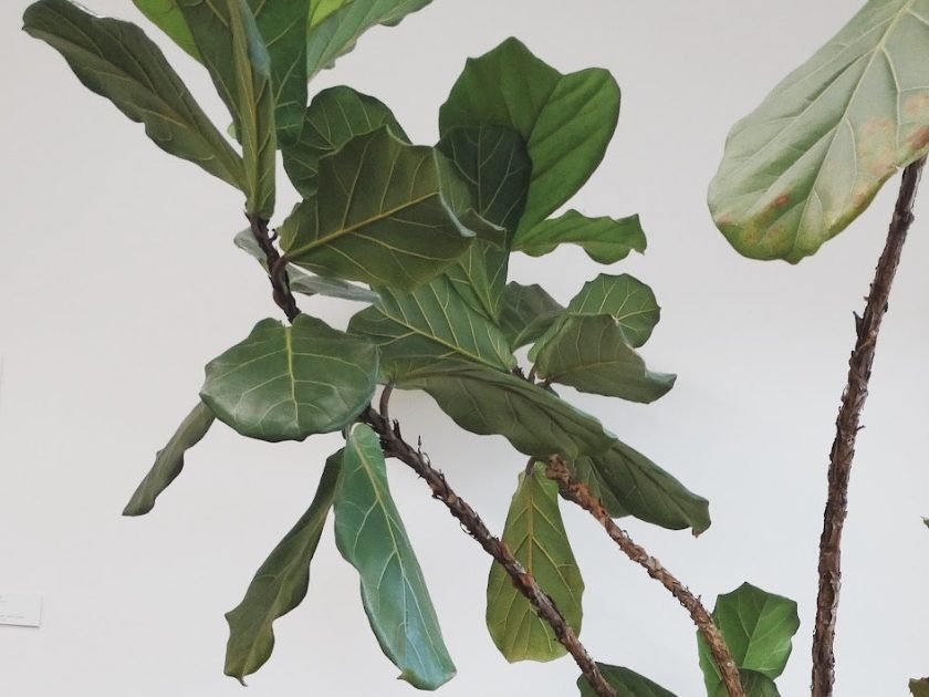 Fiddle Leaf Fig Tree