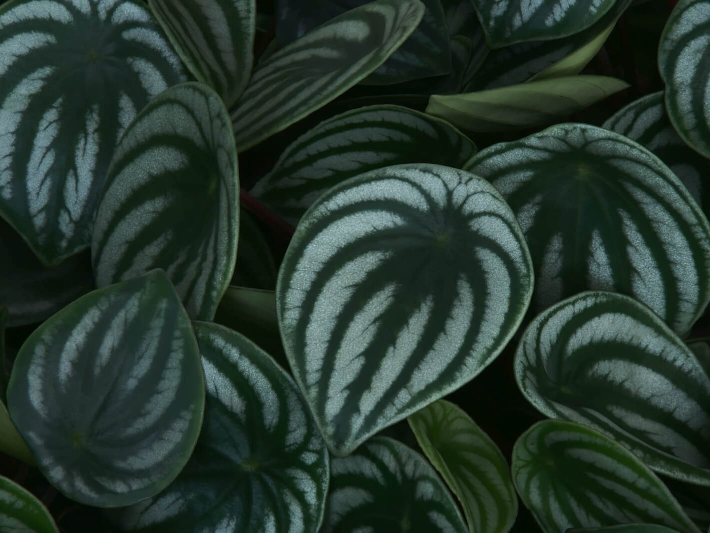 Watermelon Peperomia
