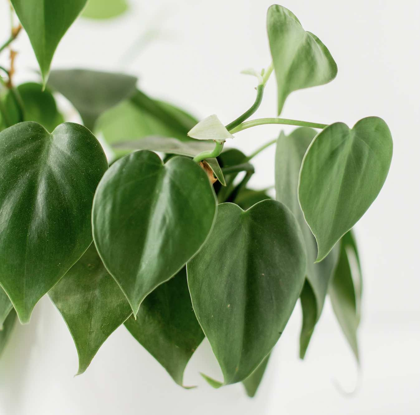 5 Houseplants with Heart Shaped Leaves