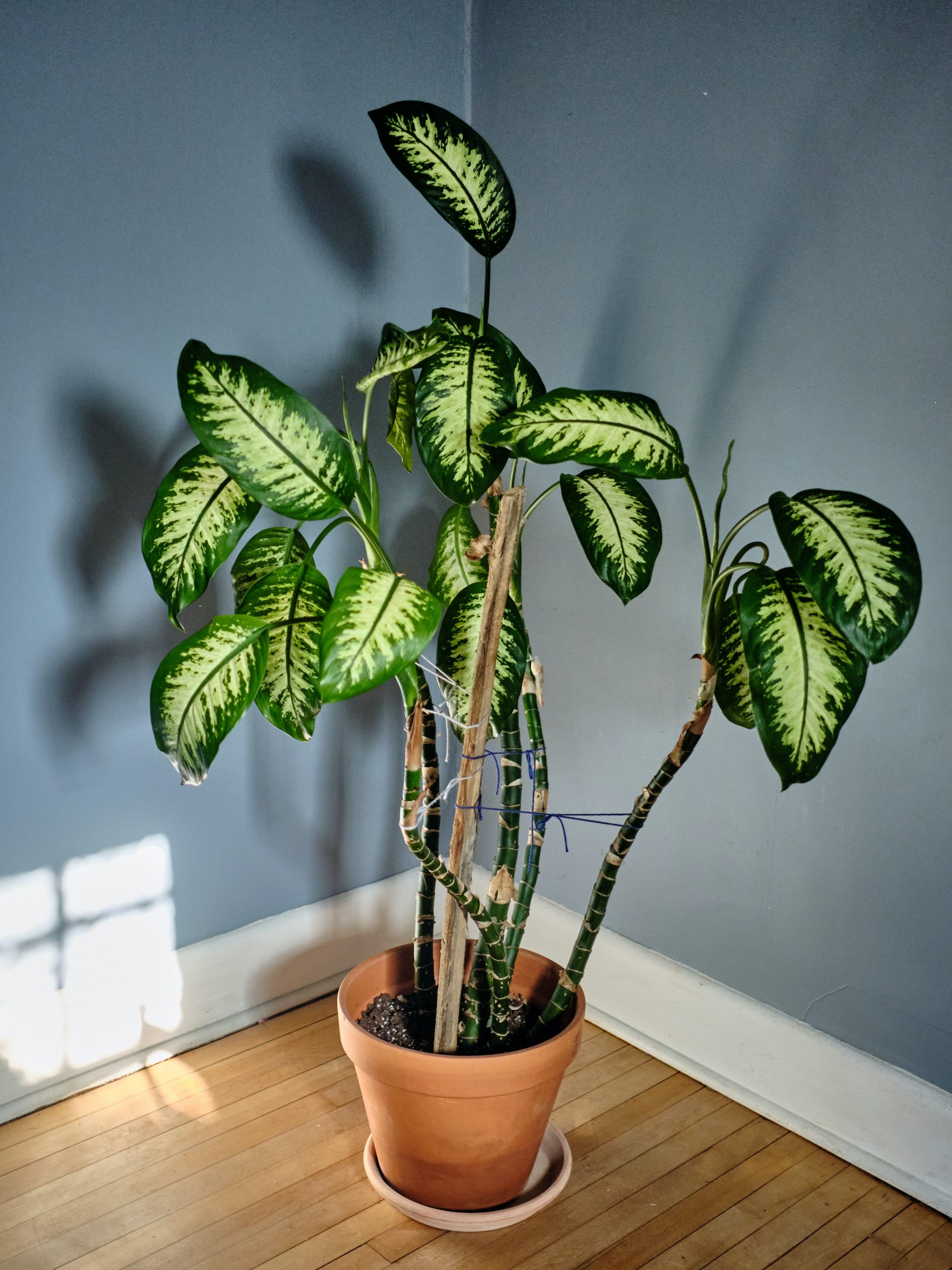 Why is my Dumb Cane / Dieffenbachia losing leaves?