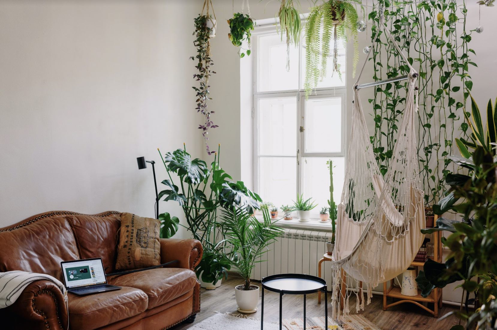 The Best Houseplants for South Facing Windows