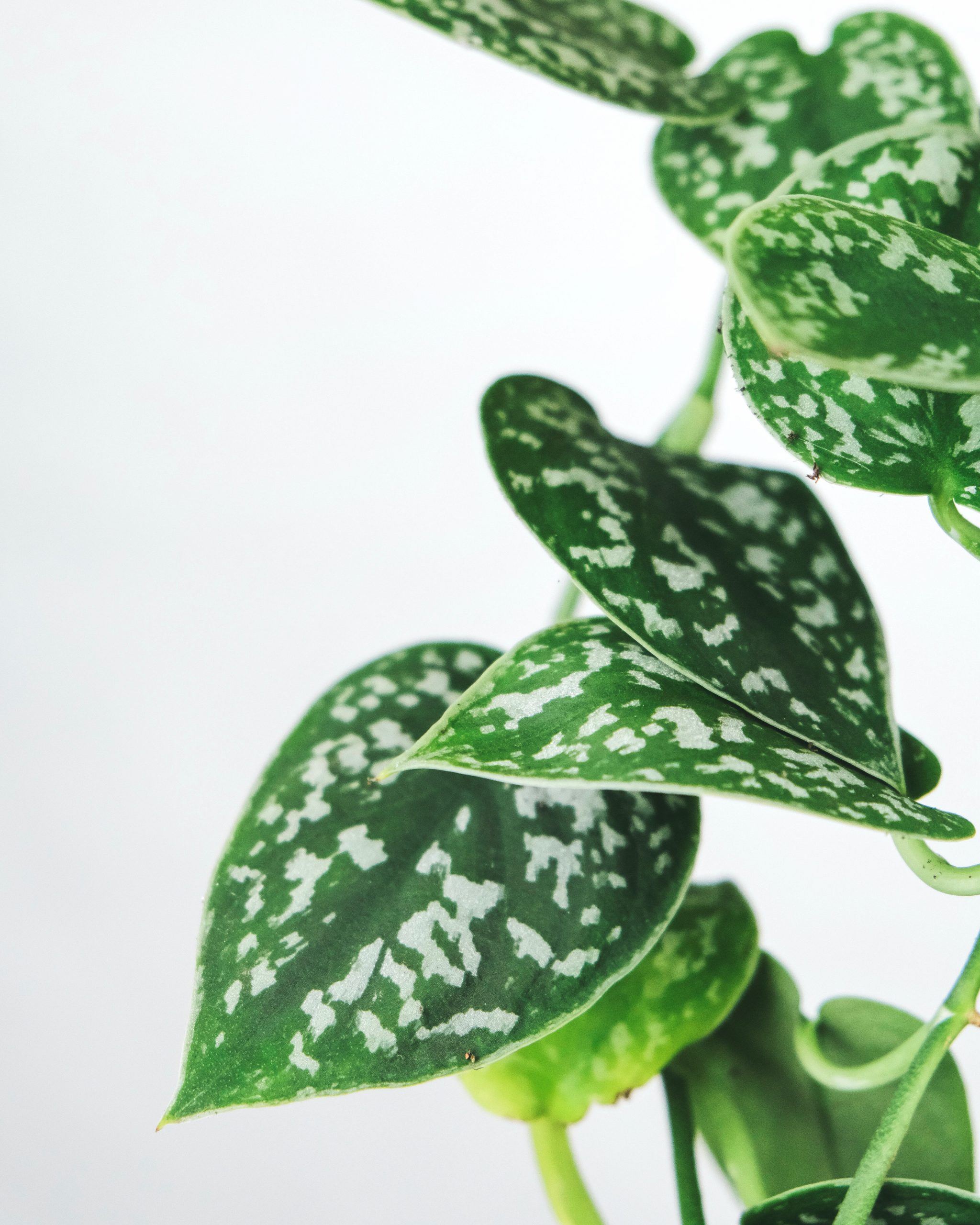 Why does my Satin Pothos have yellow leaves? Causes and Solutions