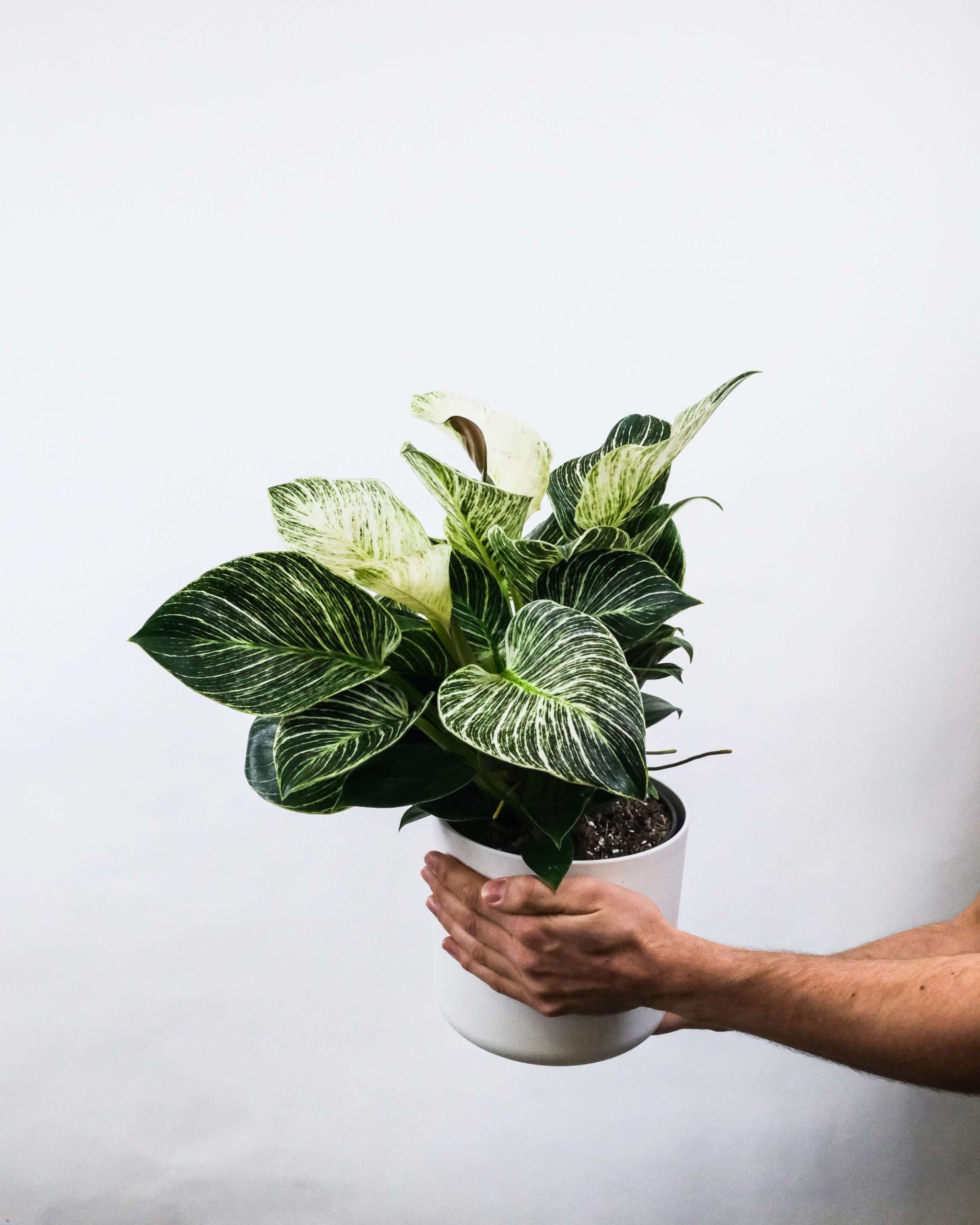 How to propagate a Philodendron Birkin