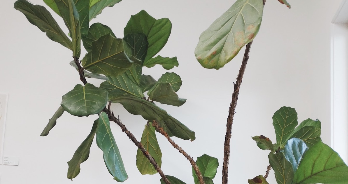 Curling Fiddle Leaf Fig Tree Leaves | Causes and Solutions