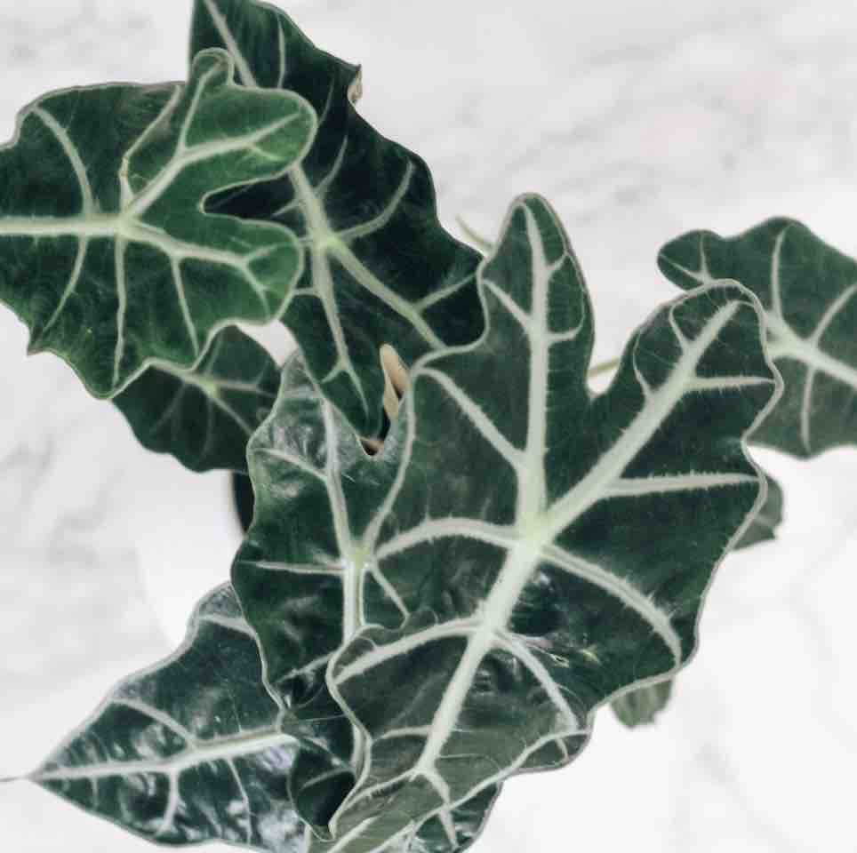 How to propagate African Mask Plants (Alocasia Polly)