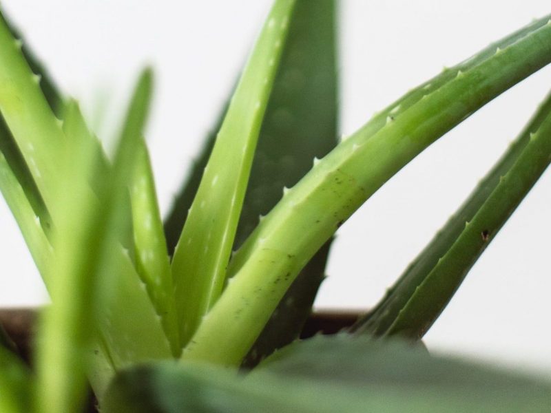 Why is my Aloe Vera Turning Brown? | Fiddle & Thorn