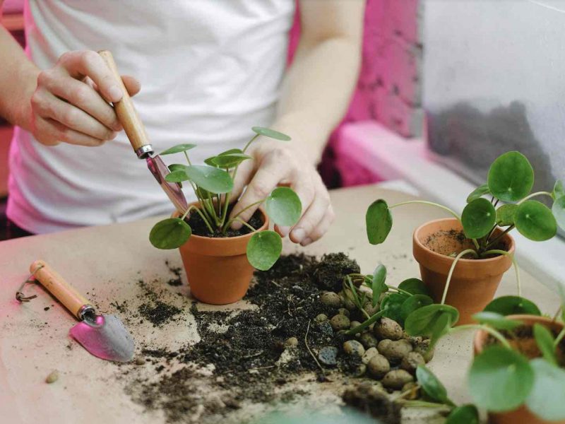 Repotting a Pilea