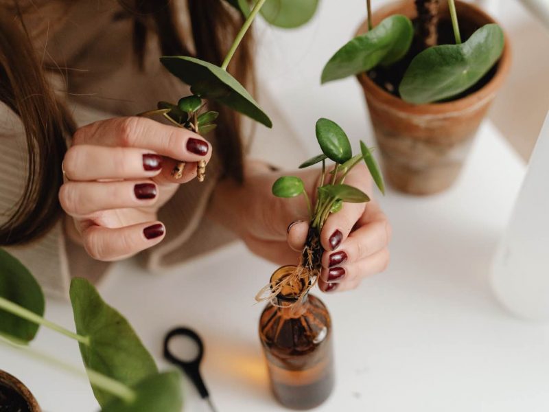 Pilea cuttings