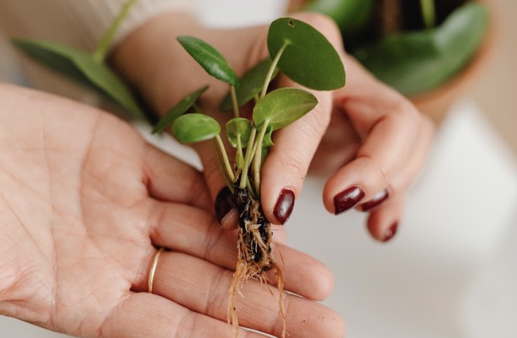 A Pilea pup cutting