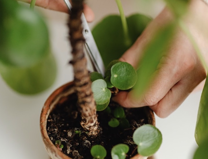 Scissors cutting off a Pilea plant