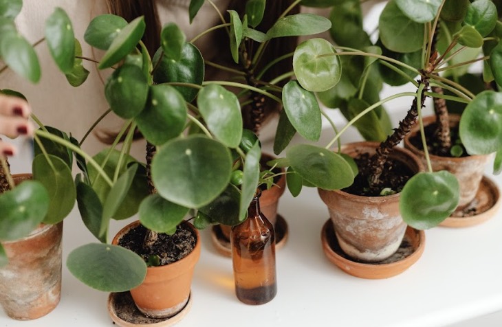 Pilea plants