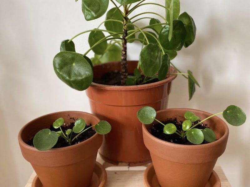 3 Pilea plants