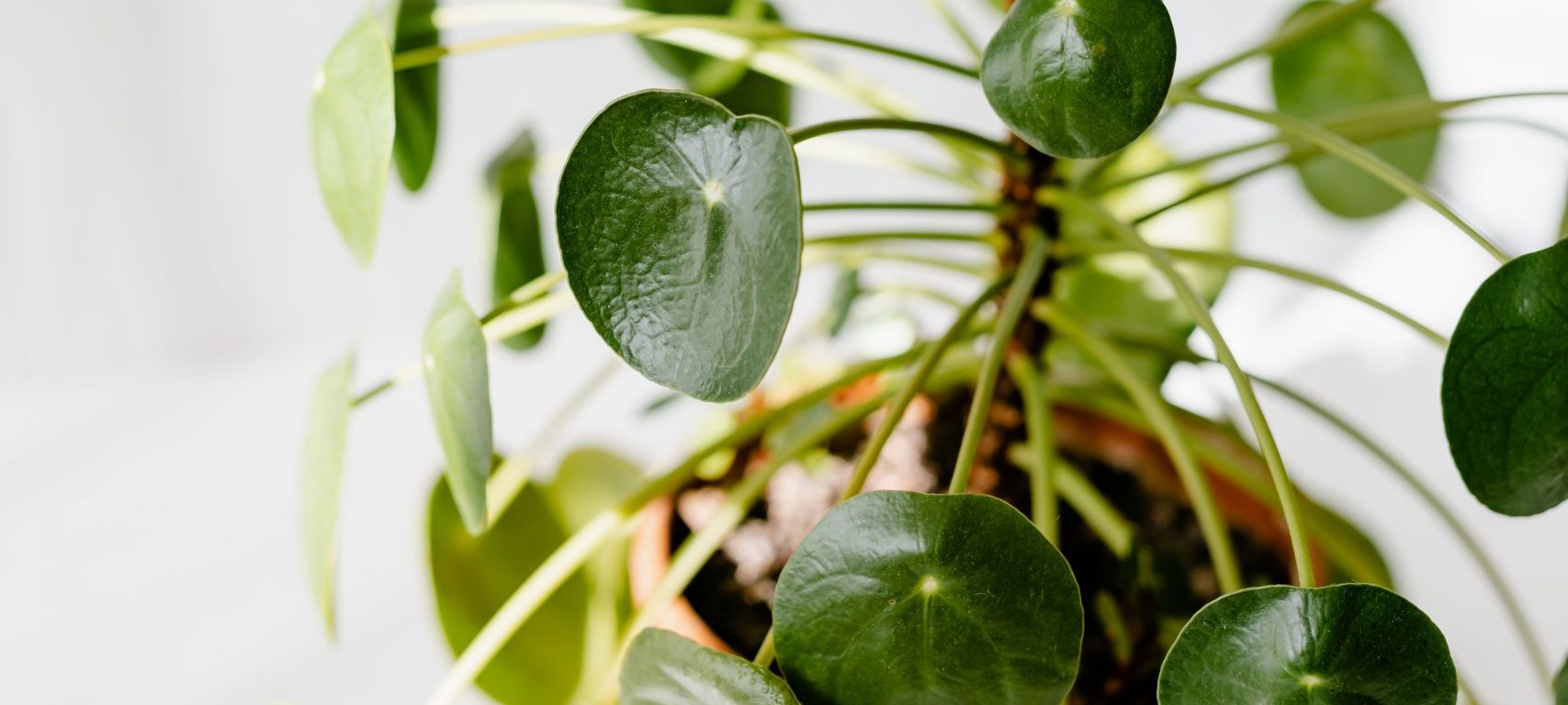 Why is my pilea losing leaves? | Fiddle & Thorn