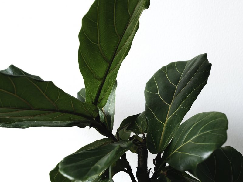 Healthy Fiddle Leaf Fig Tree