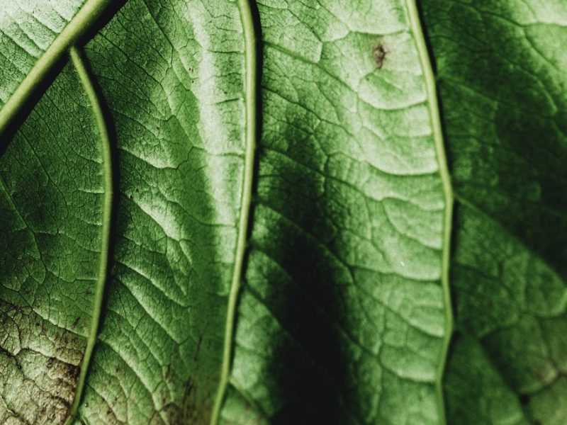 Close up of Fidde Leaf Fig leaf