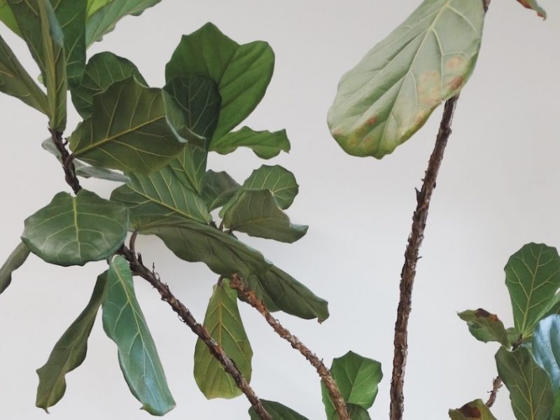 Brown Fiddle Leaf Fig Tree leaves