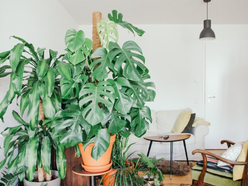 Monstera plant supported by a moss pole.