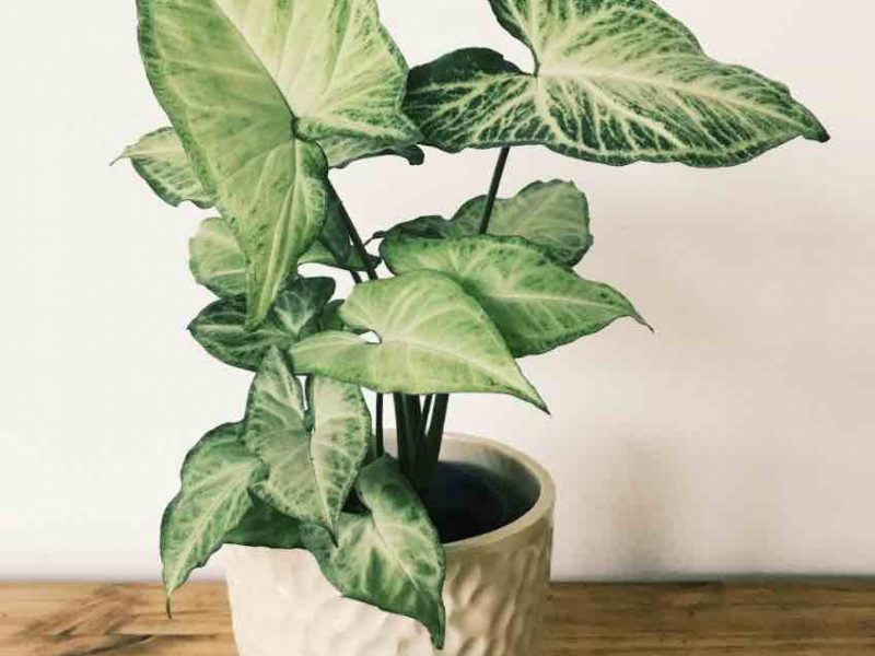 Arrowhead Plant