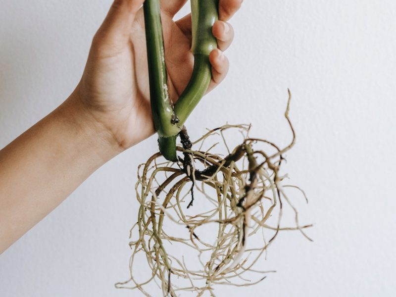 Monstera stem cutting