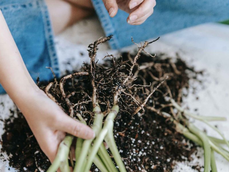 Propagating a Monstera through division