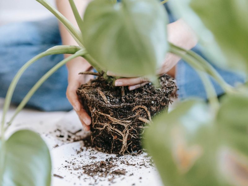 Root system of a Monstera plant