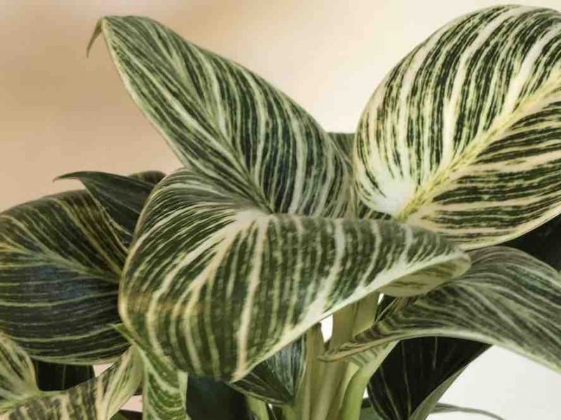 Philodendron Birkin Plant