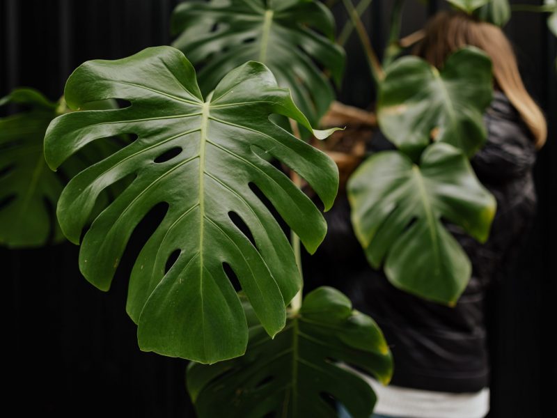 Monstera plant