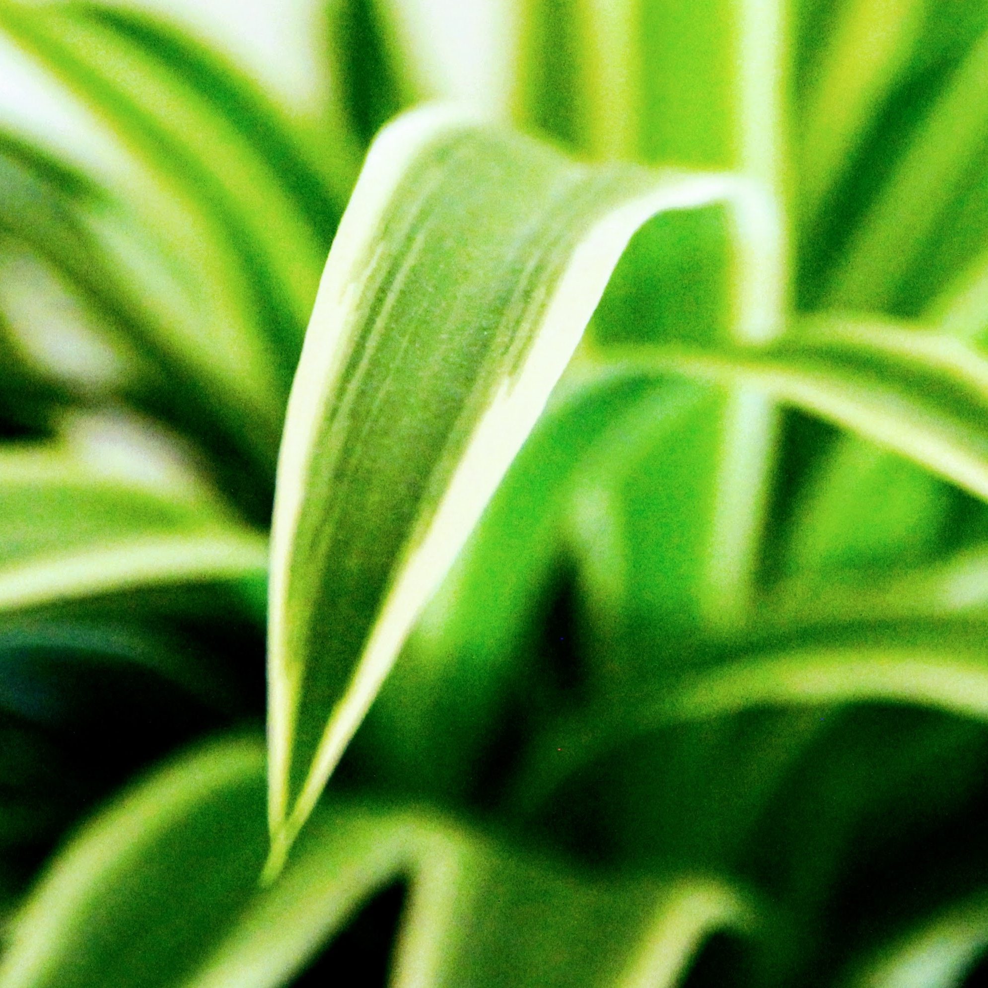 Spider Plant Care Guide | Fiddle & Thorn
