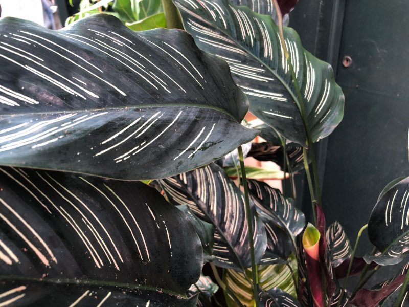 Pinstripe Calathea