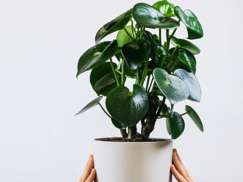 Raindrop Peperomia plant