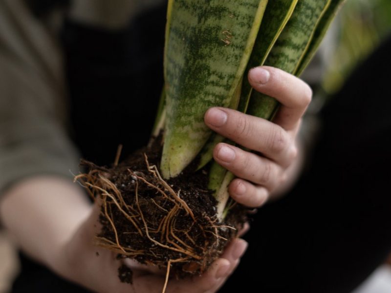 Root system of a Snake Plant