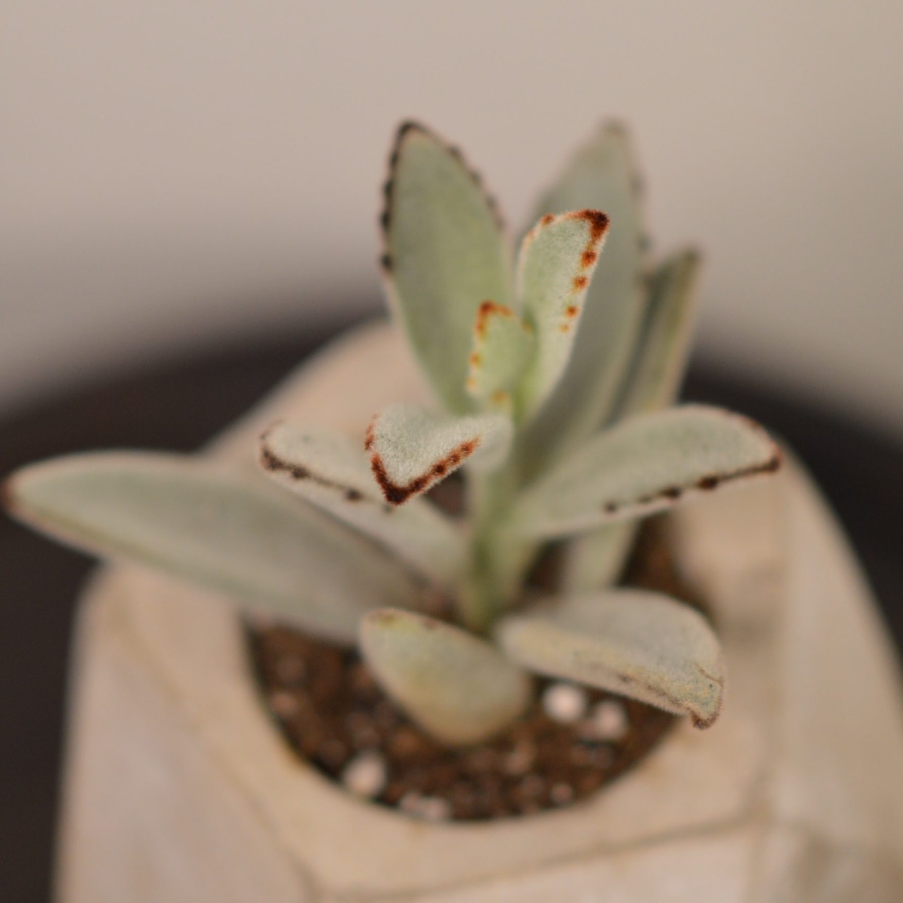 Low Effort Plants | Fiddle & Thorn