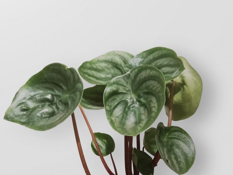 Watermelon Peperomia leaves