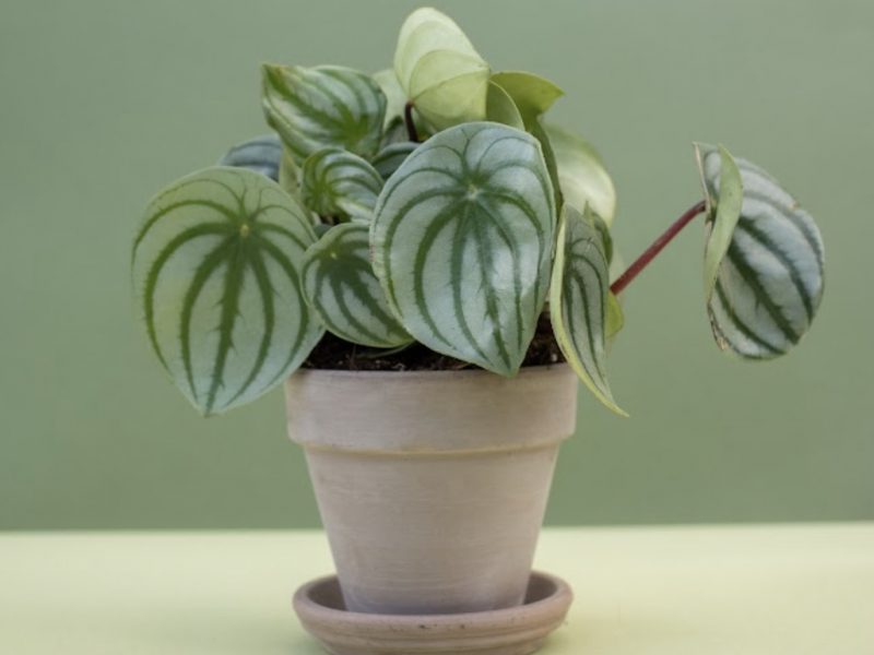 A healthy Watermelon Peperomia