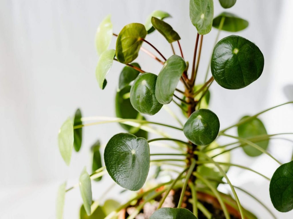 Why Is My Pilea Losing Leaves Fiddle Thorn