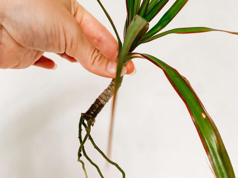 Stem cutting of a Dragon Tree