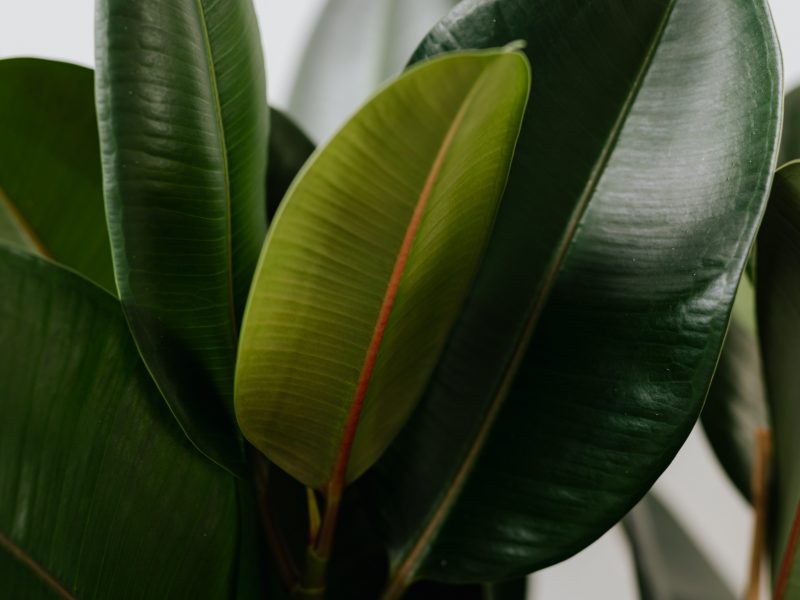 Healthy Rubber Plant Leaves