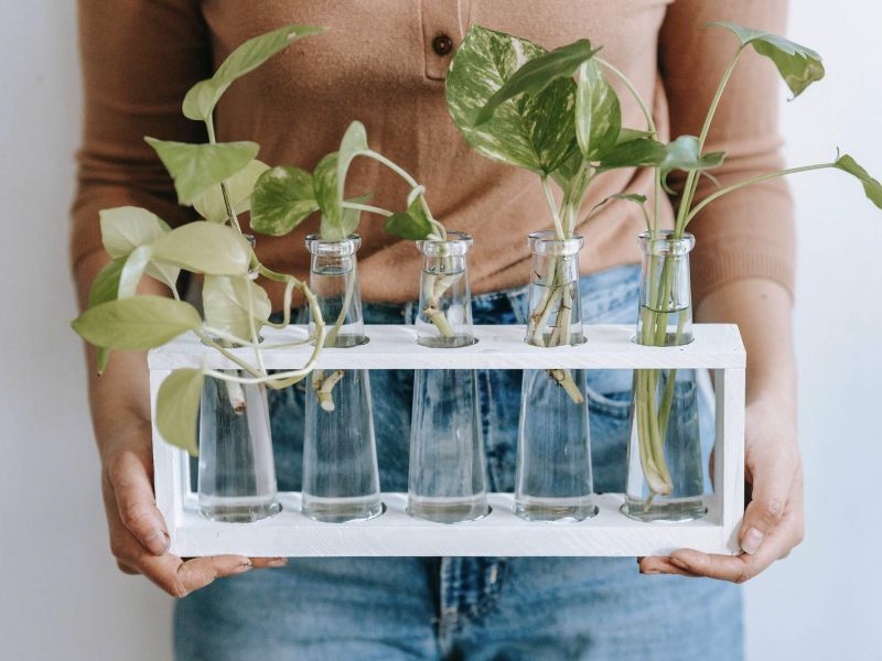 Propagating a Devil's Ivy plant