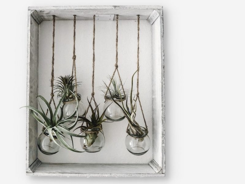 Air Plants