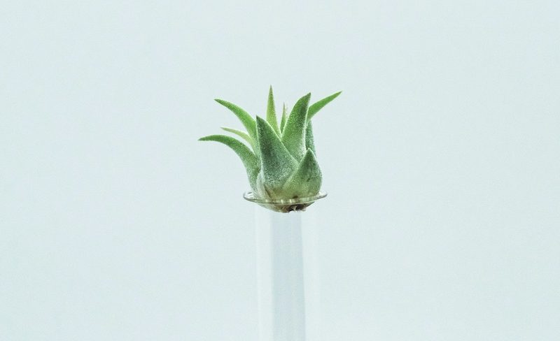 Baby Air Plant