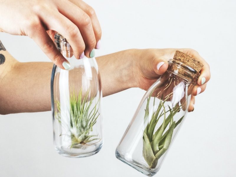 Air Plants in a glass