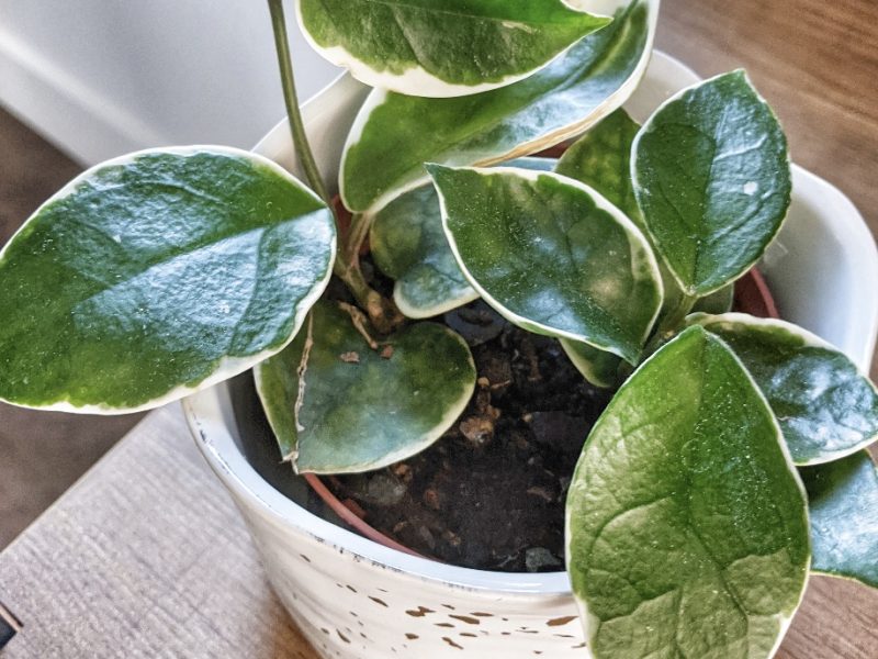 A Hoya Carnosa plant