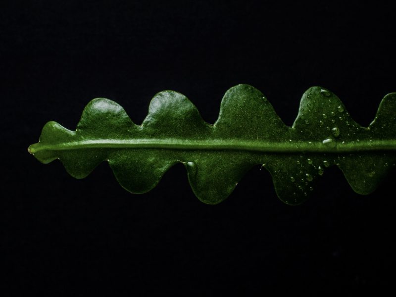 Fishbone Cactus leaf